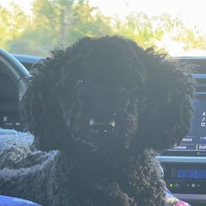 Meet your Posher, Carly